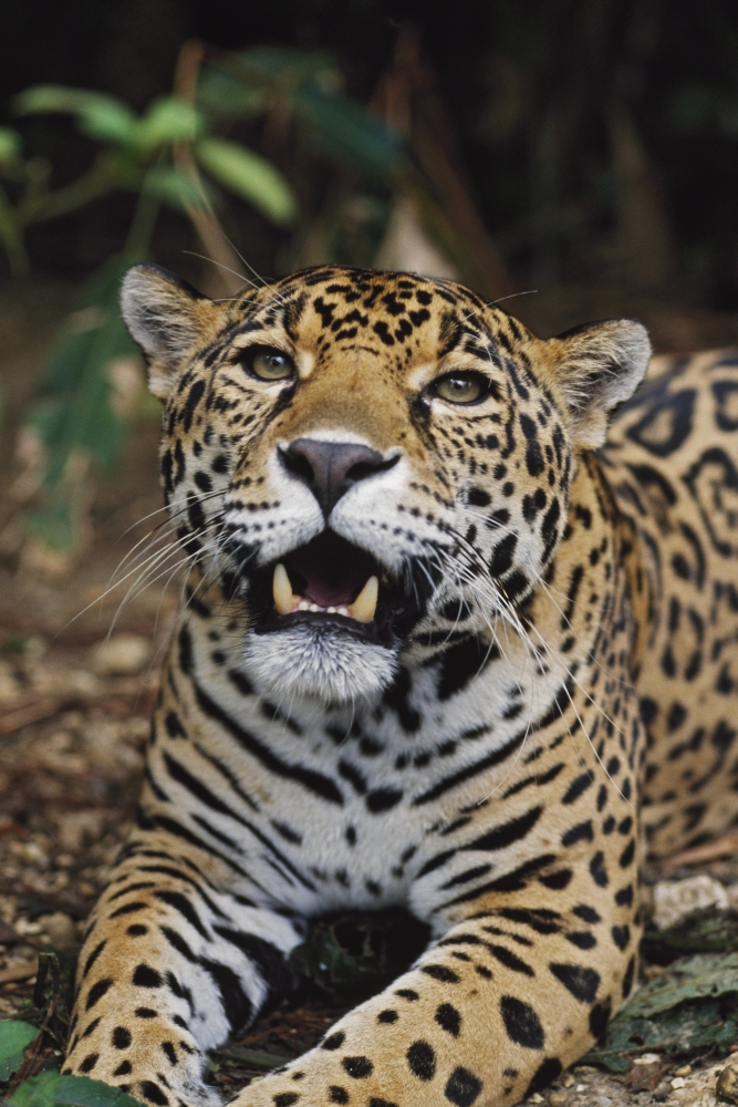Jaguar Panthera Onca Belize Poster Print, 24 x 38
