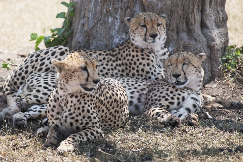 Leopards Kenya Africa Poster Print, 36 x 24