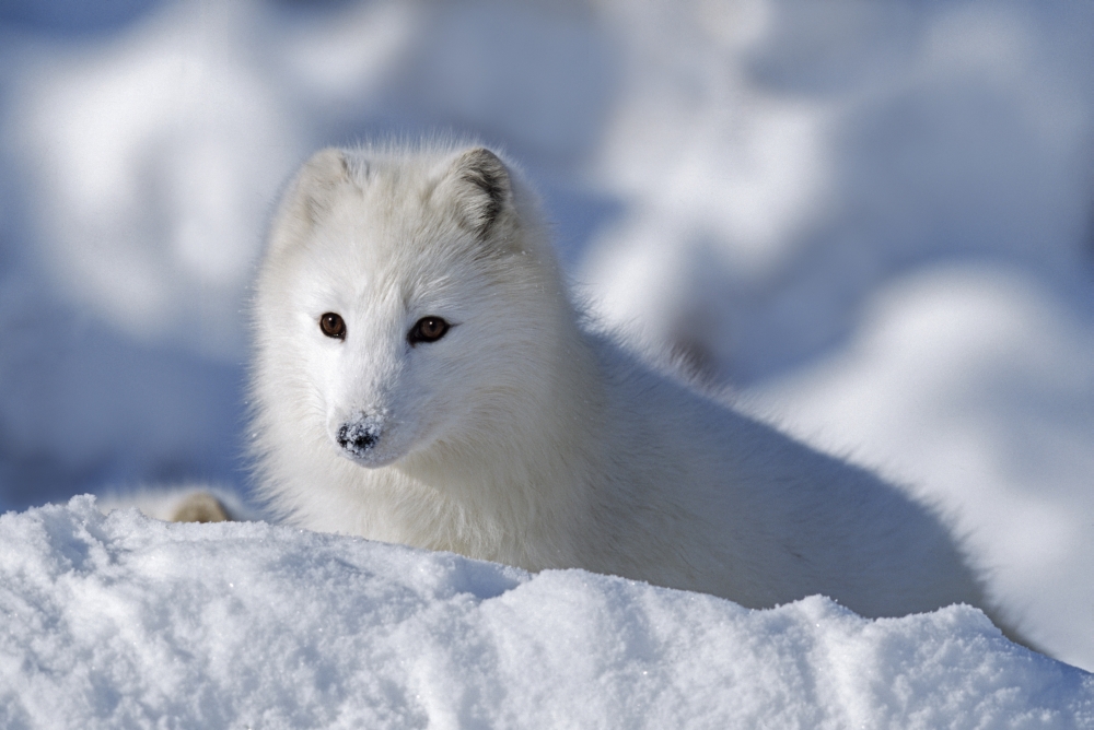 Arctic Fox Exploring Fresh Snow - Alaska USA Poster Print, 38 x 24