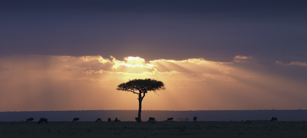 DPI1865579LARGE An Acacia Tree & Wildebeest Under A Sunset - Kenya Africa Poster Print, 44 x 20