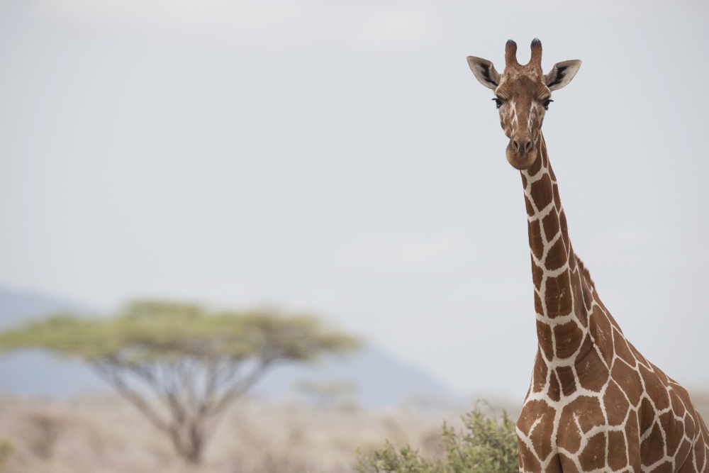DPI1865622 Giraffe Giraffa Camelopardalis In Samburu National Reserve - Kenya Africa Poster Print, 18 x 12