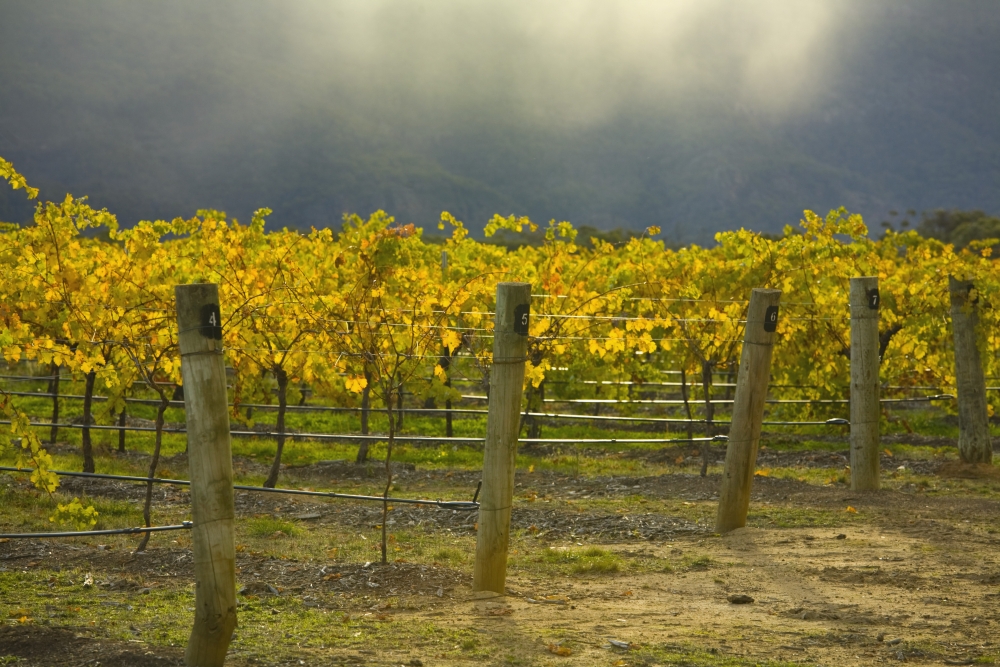 Vineyard Poster Print, 38 x 24