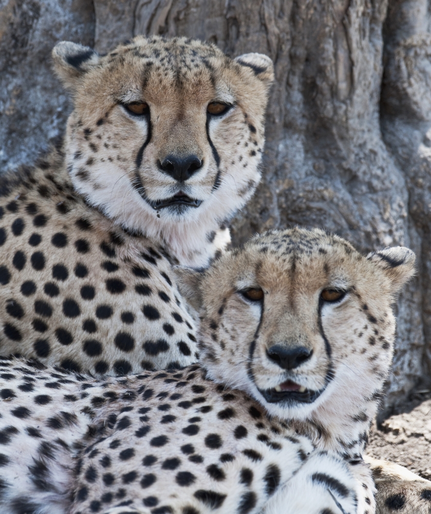 Cheetahs Poster Print, 28 x 32