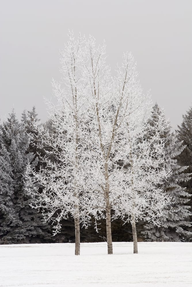 Frost on Trees Poster Print, 24 x 38
