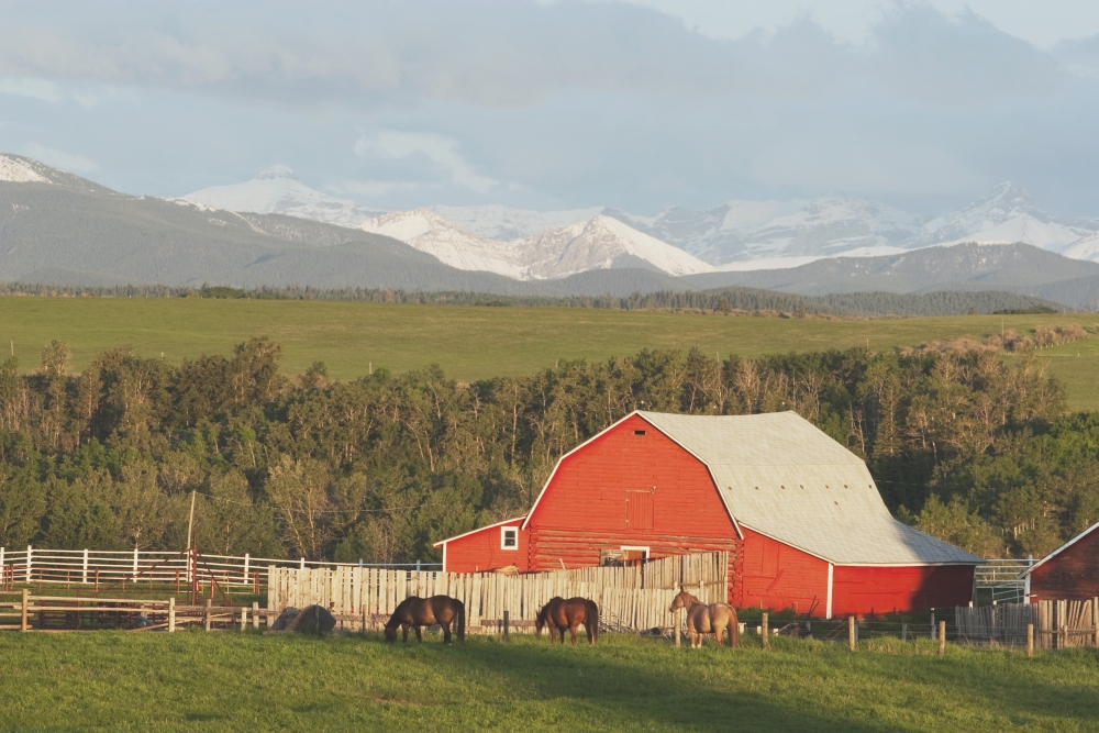 Red Barn with Horses Grazing Poster Print, 38 x 24