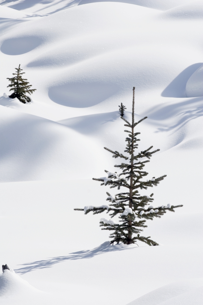 DPI1866733LARGE Banff National Park Alberta Canada - Trees In Snow Drifts At Lake Louise In Winter Poster Print, 24 x 38 -  Posterazzi