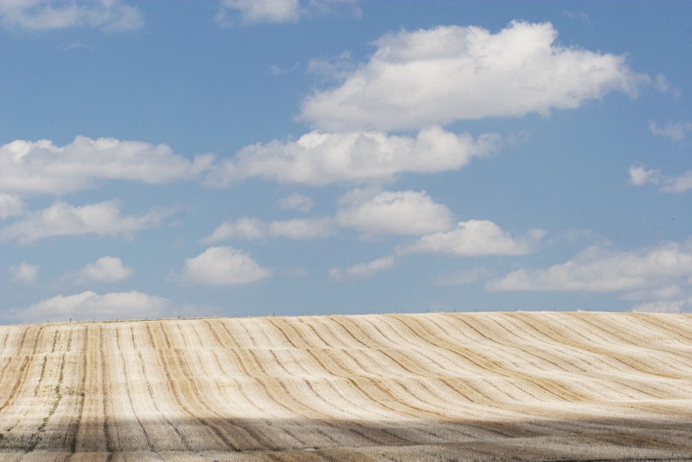 DPI1867005LARGE Alberta Canada - Cut Brown Field with Clouds In the Sky Poster Print, 38 x 24