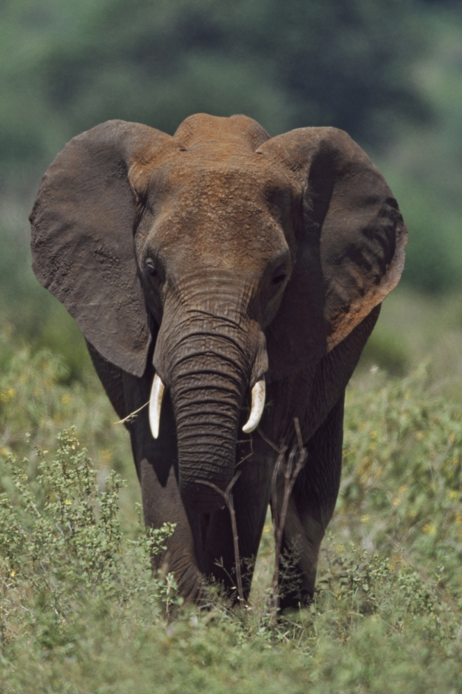 African Elephant Africa Poster Print, 12 x 19