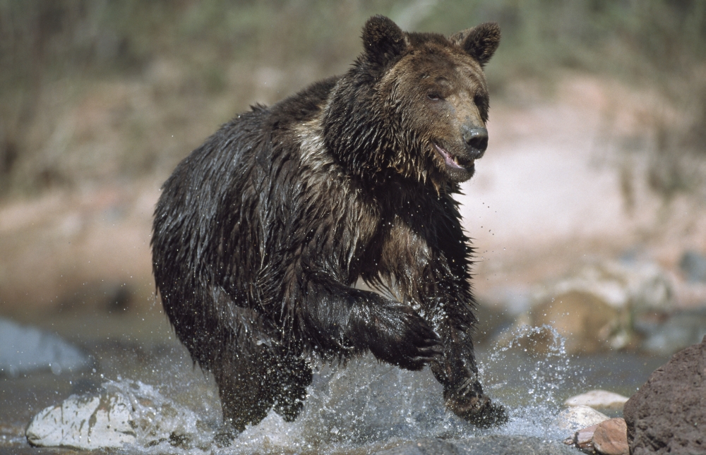 Wet Grizzly Bear Running In Stream Poster Print - 19 x 12