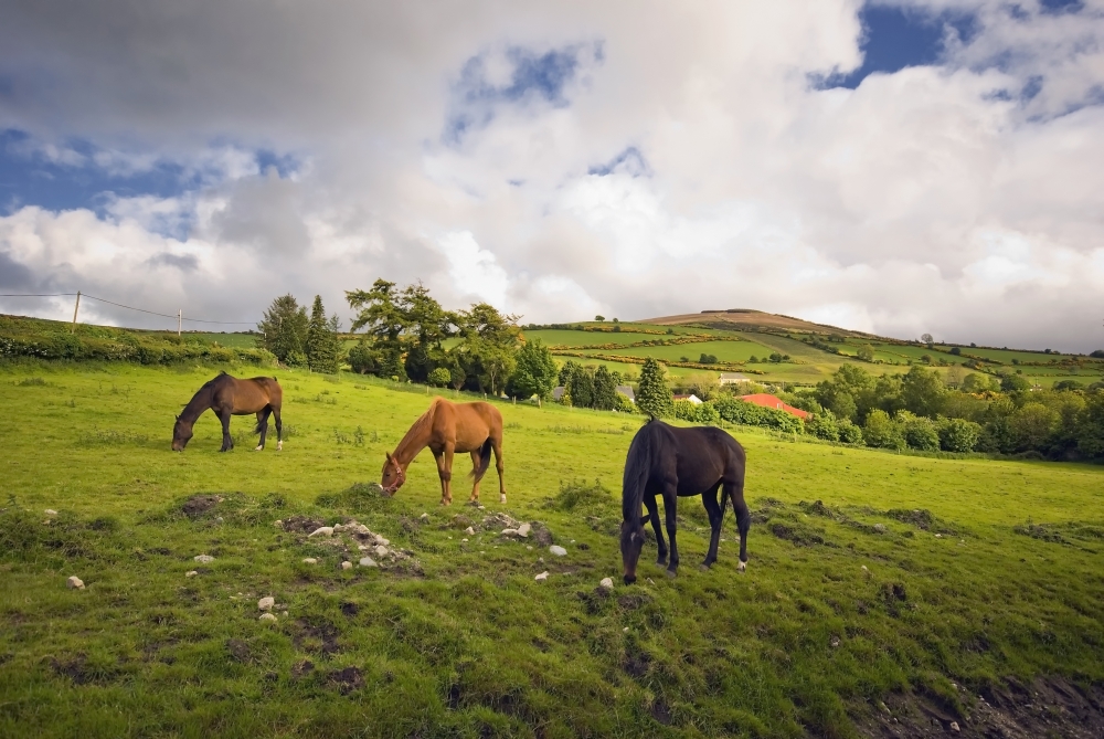 Three Horses Grazing In Field Poster Print, 36 x 24
