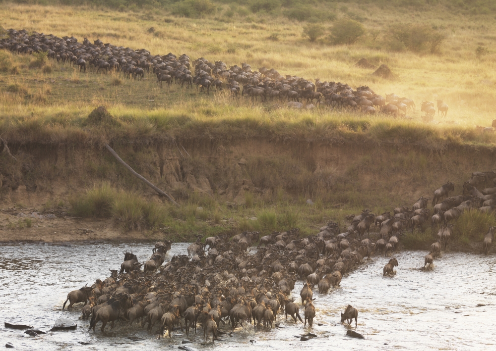 DPI1865585 Wildebeest Kenya Africa Poster Print, 18 x 12