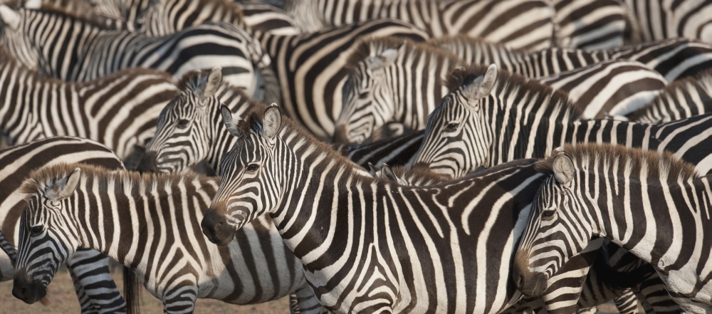 Zebras Kenya Africa Poster Print, 23 x 10