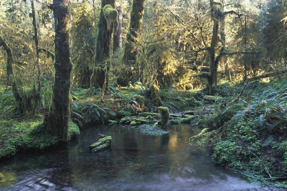 Pool In Temperate Rainforest Stream Poster Print, 19 x 12