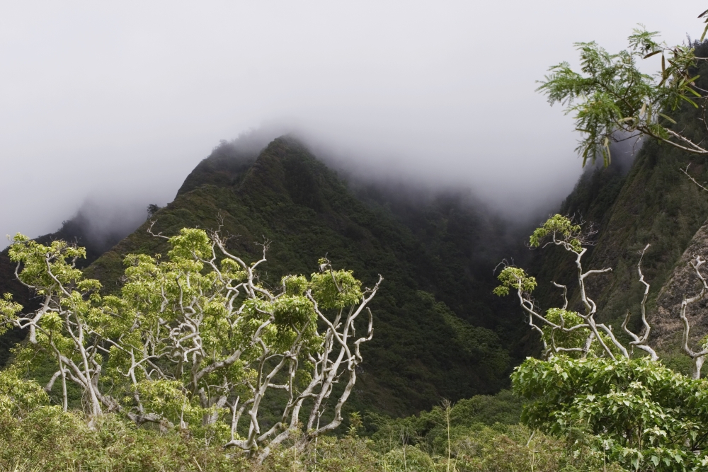 Rainforest Maui Hawaii Poster Print, 36 x 24