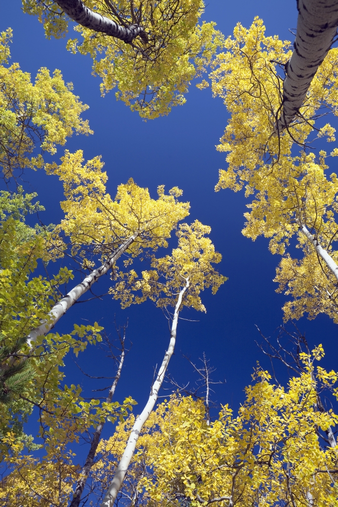 Forest During Autumn Kananaskis Alberta Canada Poster Print, 24 x 38