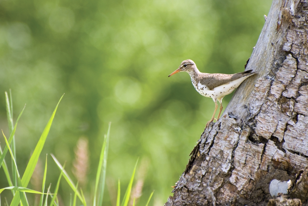 Spotted Sandpiper on A Tree Trunk Poster Print - 38 x 24