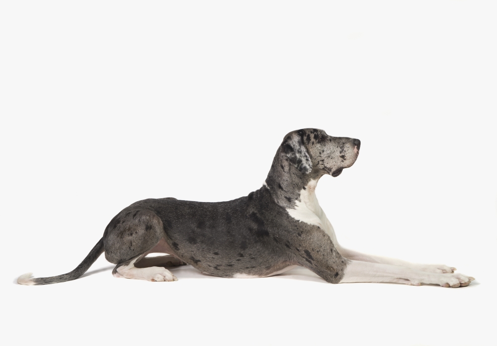 Great Dane Dog Poster Print, 36 x 24