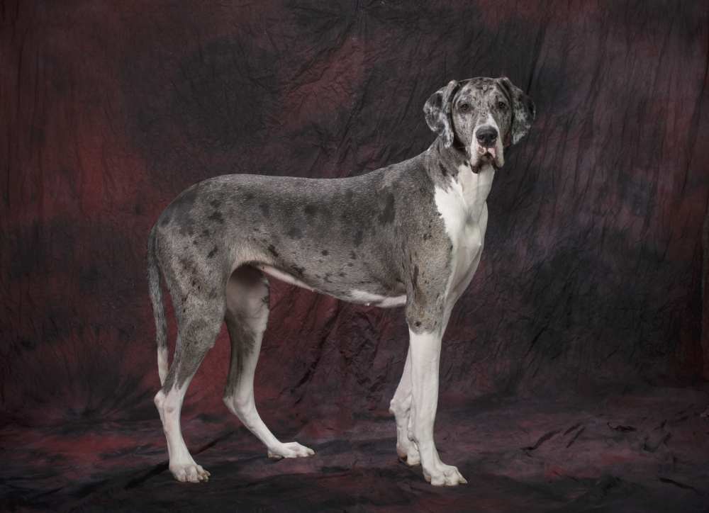 Great Dane Dog Poster Print - 36 x 26