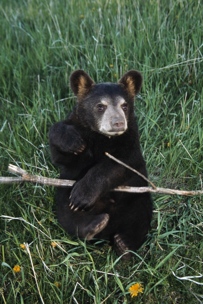 A Bear Cub - Montana USA Poster Print - 12 x 19