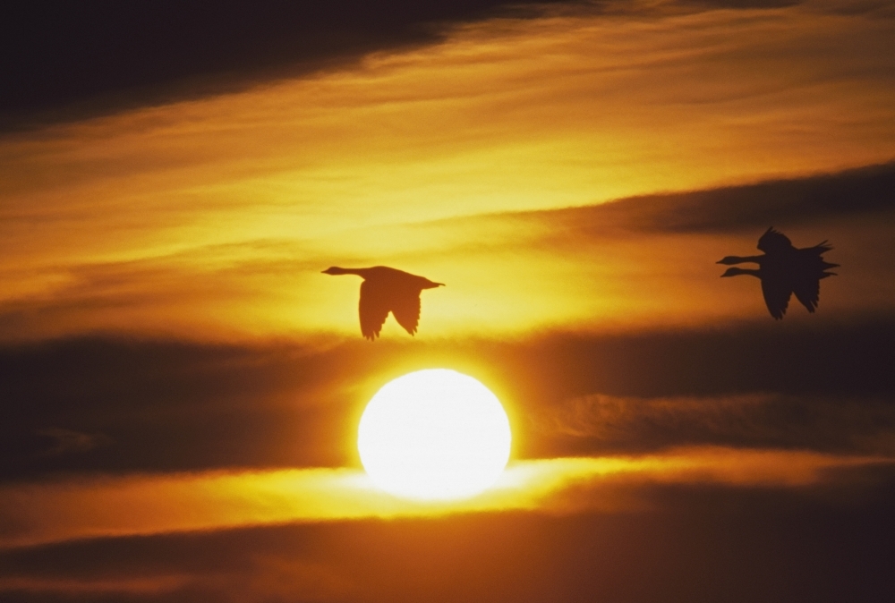 Snow Geese Flying by Sunrise Poster Print - 18 x 12