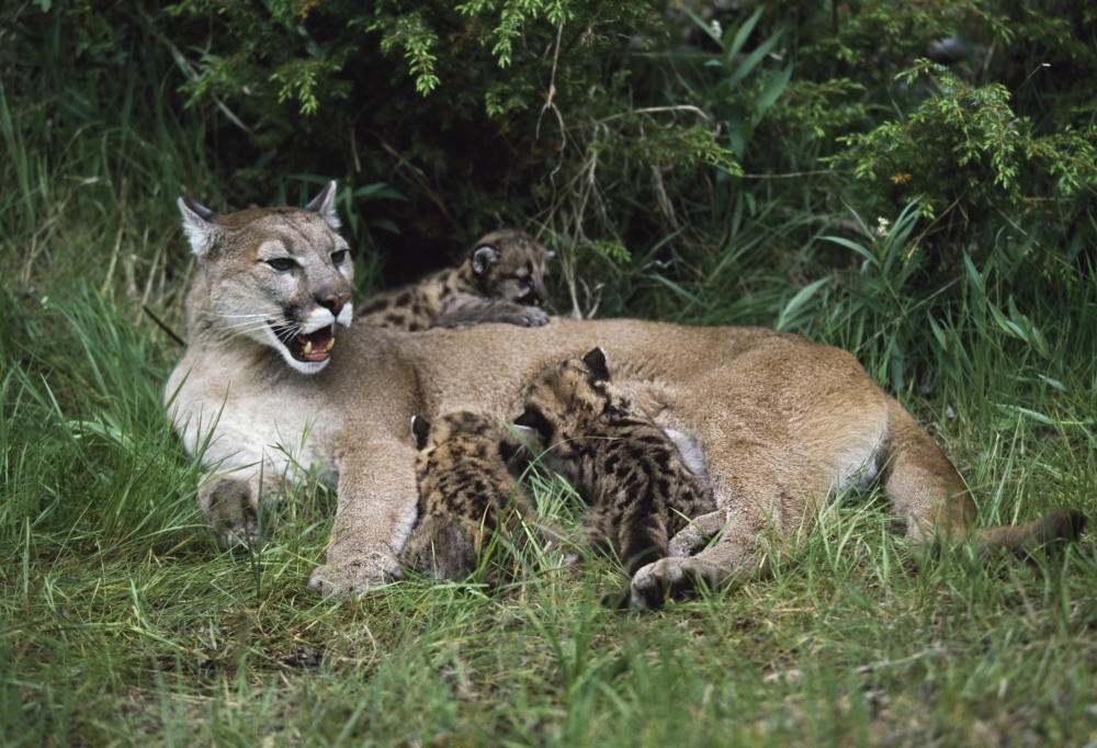 Mountain Lion Nursing Cubs Poster Print, 18 x 12