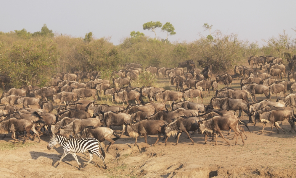 Wildebeest & Zebra Kenya Africa Poster Print, 19 x 11