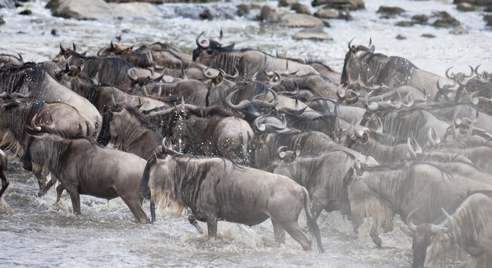 Wildebeest Kenya Africa Poster Print, 20 x 11