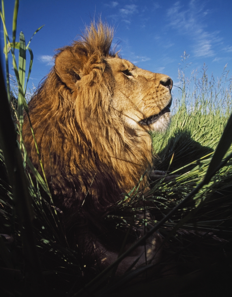 DPI1865865 Lion Panthera Leo with Big Mane Laying In Tall Green Grass Poster Print, 13 x 17