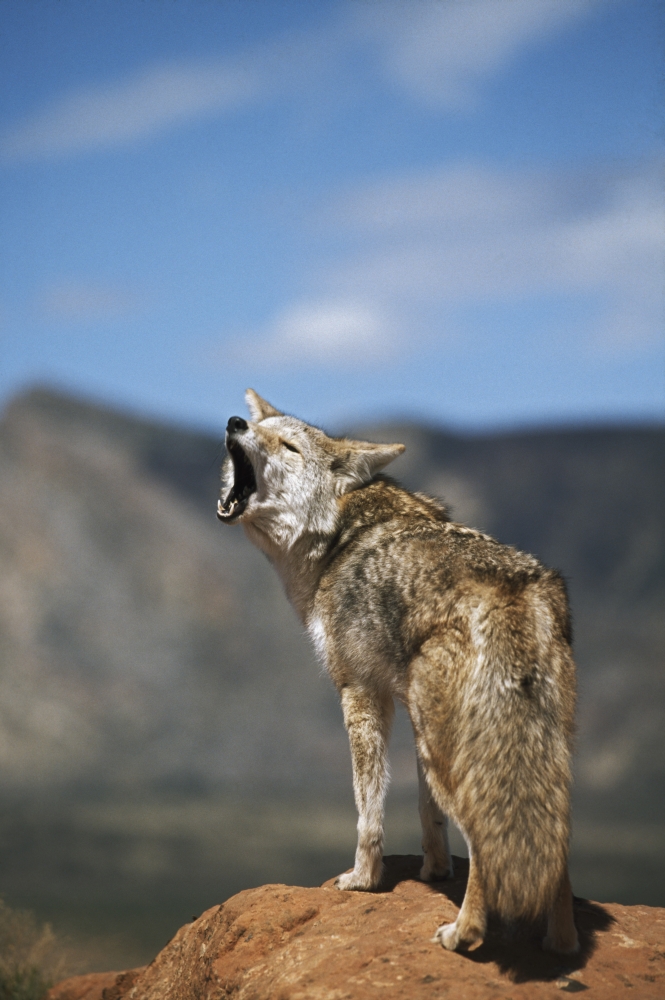 Coyote Howling From High Point Poster Print, 24 x 38