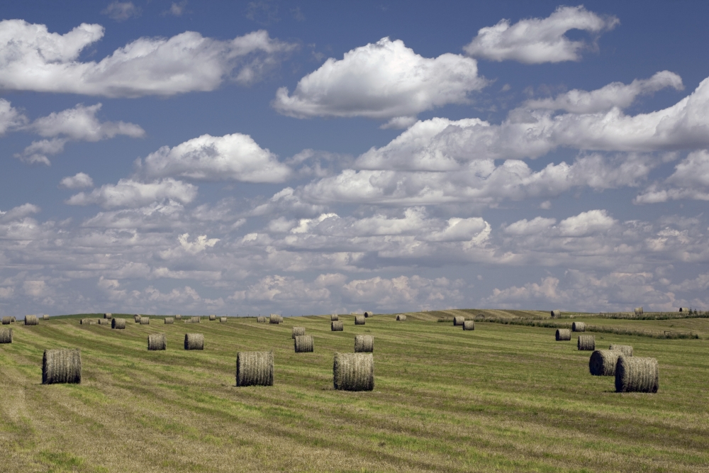 Hay Bales In Field Alberta Canada Poster Print, 36 x 24