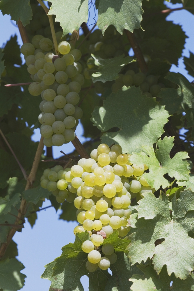 White Grapes on the Vine Poster Print, 24 x 38