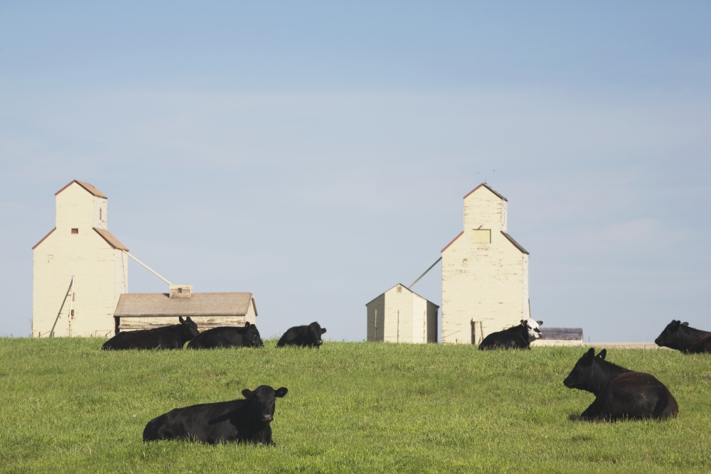 DPI1866571 Moseleigh Alberta Canada - Cattle In A Field with Grain Elevators Poster Print, 19 x 12