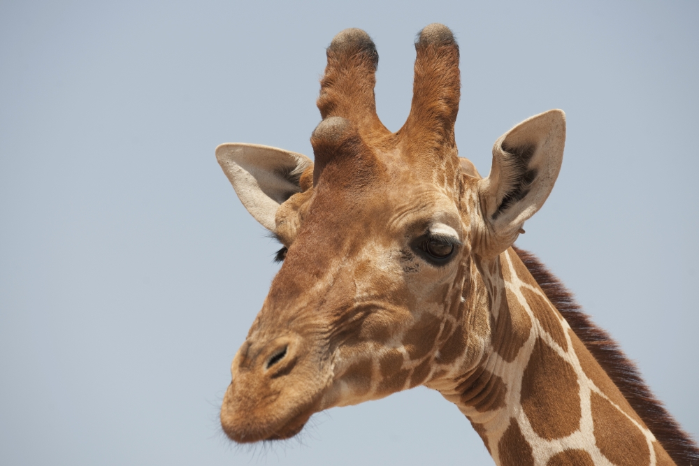 Giraffe Poster Print, 18 x 12