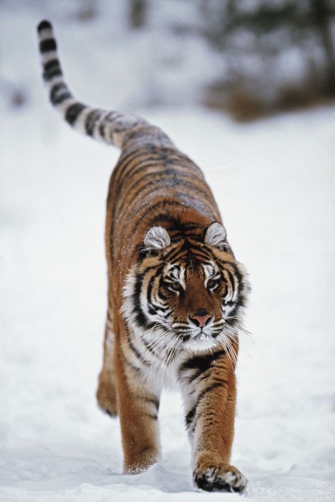 Siberian Tiger In Snow Poster Print, 12 x 19