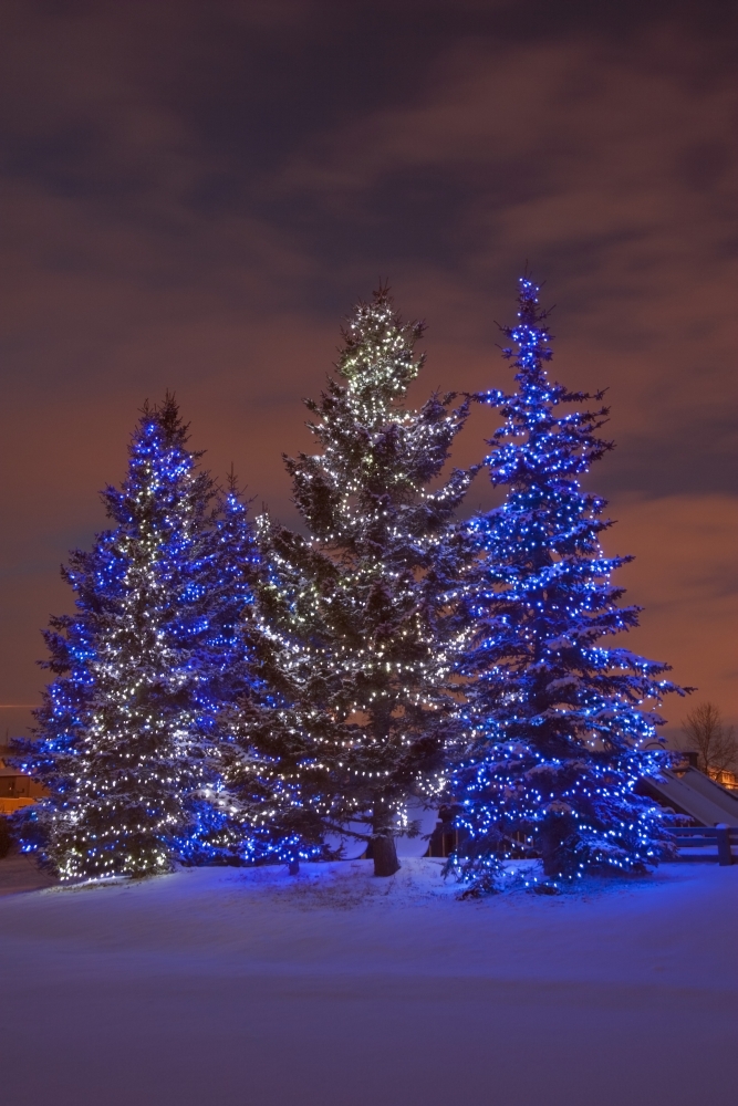 Calgary Alberta Canada - Christmas Lights on Evergreen Trees At Sunset Poster Print, 12 x 19