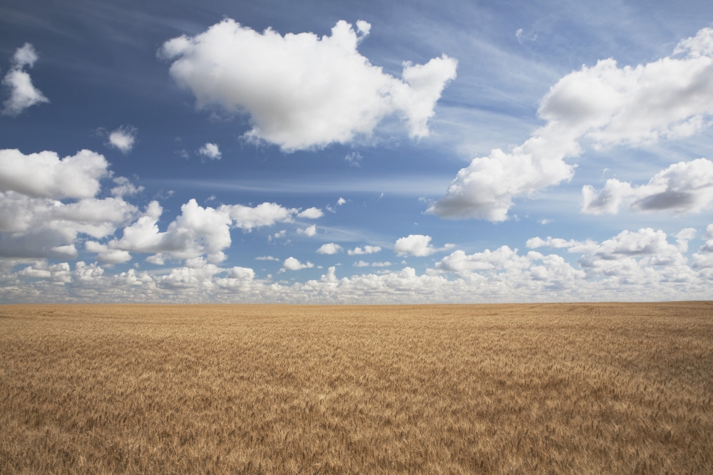 Wheat Field & Clouds In the Sky Poster Print, 19 x 12