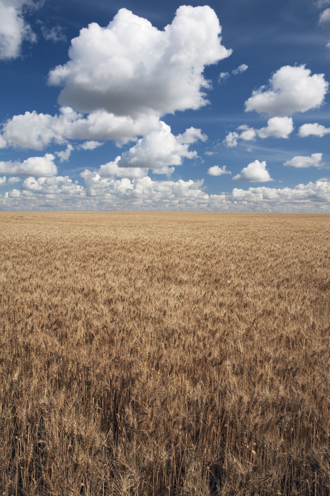 Wheat Field & Clouds In the Sky Poster Print - 12 x 19