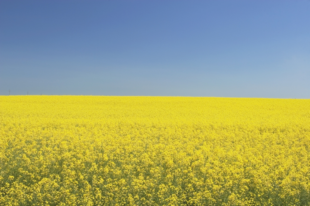 Flowering Canola Central Alberta Canada Poster Print - 19 x 12