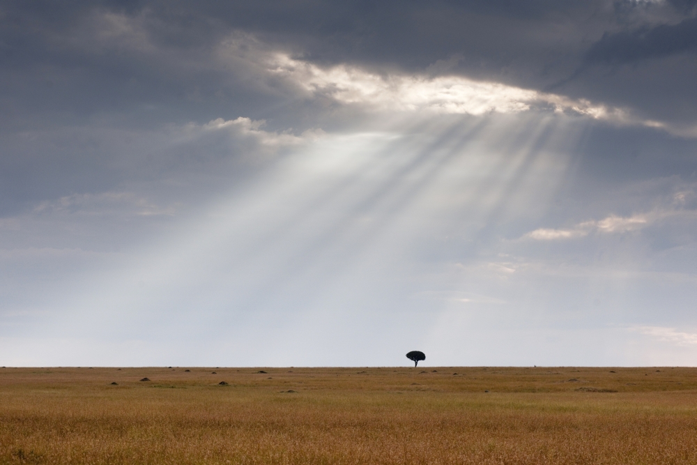 Acacia Tree - Kenya Africa Poster Print, 36 x 24