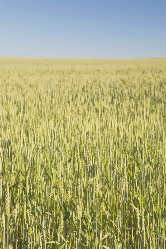 Green Wheat Field Alberta Canada Poster Print, 24 x 38