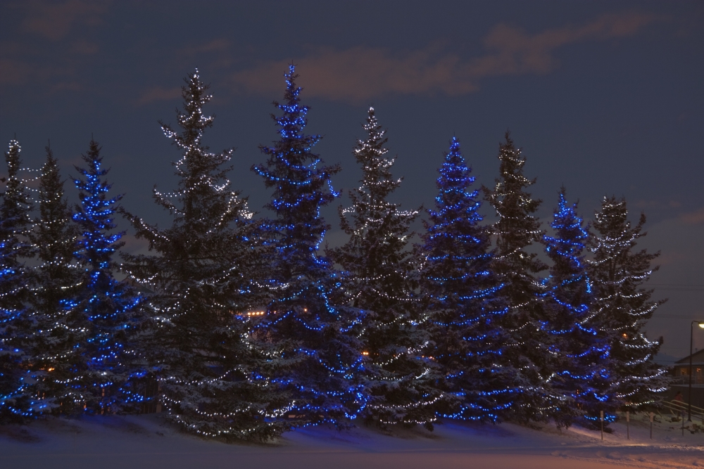 Calgary Alberta Canada - A Row of Evergreen Trees with Christmas Lights Poster Print, 19 x 12