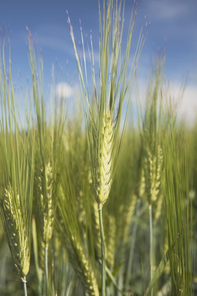 Wheat Heads Poster Print, 24 x 38