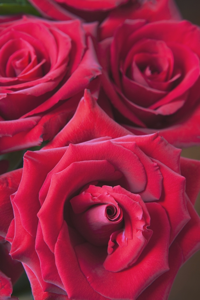 Red Roses - Quebec Canada Poster Print, 24 x 38