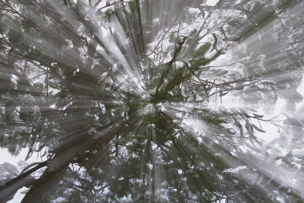 Rays of Light Through A Tree Poster Print - 38 x 24
