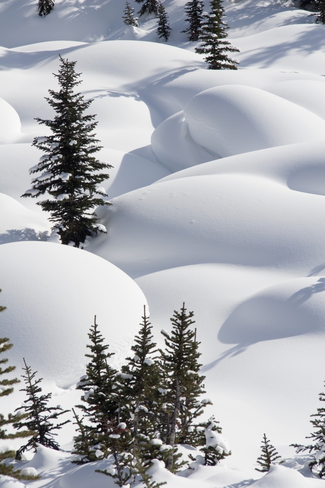 DPI1866876LARGE Banff National Park Alberta Canada - Trees In Snow Drifts At Lake Louise Poster Print, 24 x 36 -  Posterazzi