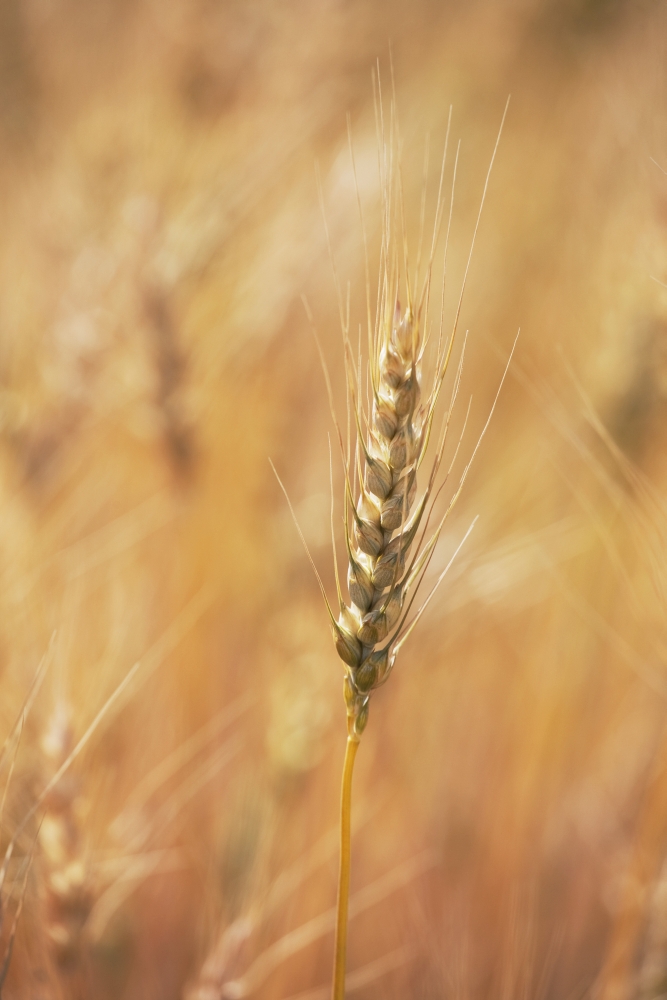 Alberta Canada - Ripe Wheat Head Poster Print, 24 x 38