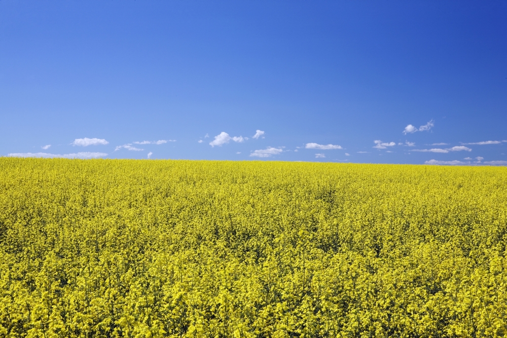 Flowering Canola Central Alberta Canada Poster Print, 38 x 24
