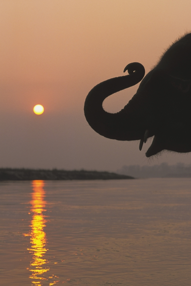 Elephant Chitwan National Park Nepal Poster Print, 24 x 38