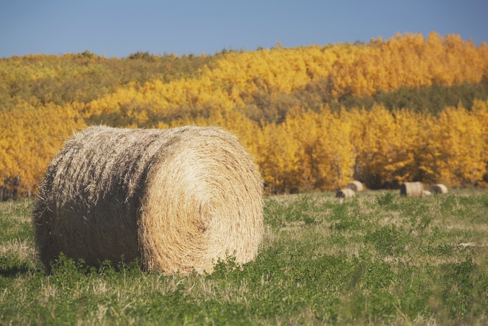 Hay Bale with Autumn Colors Alberta Canada Poster Print, 19 x 12