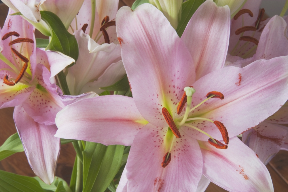 Asiatic Lily Poster Print 38 x 24